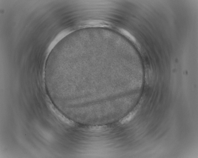 X0000076351378200610272109