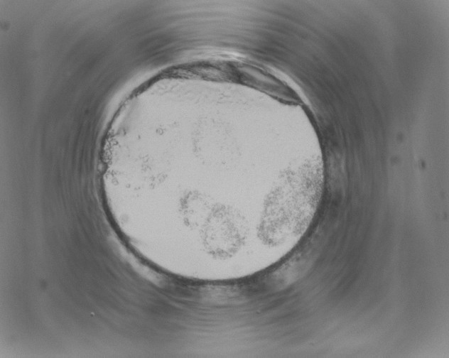 X0000076351379200610272109