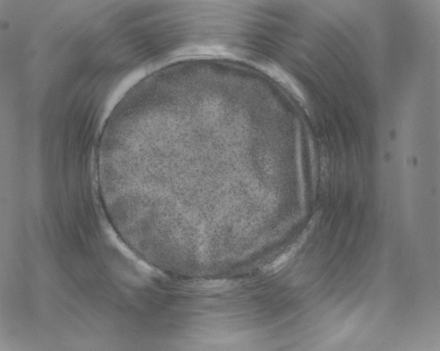 X0000076351382200610272109