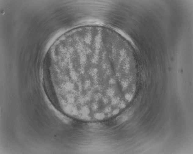 X0000076351383200610272109