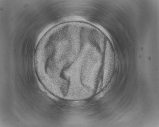 X0000076351390200610272109