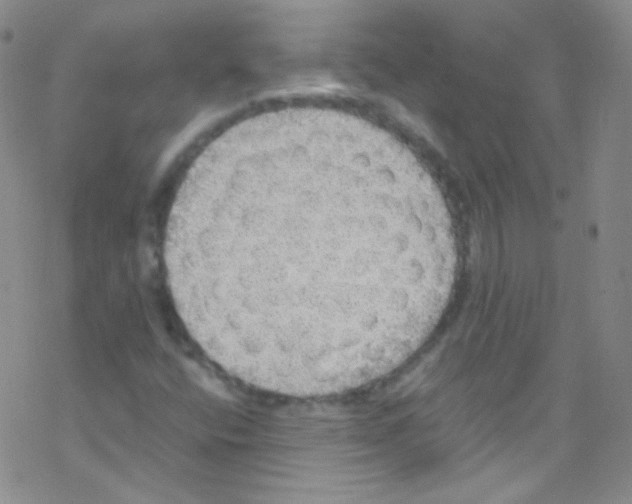 X0000076351400200610272108