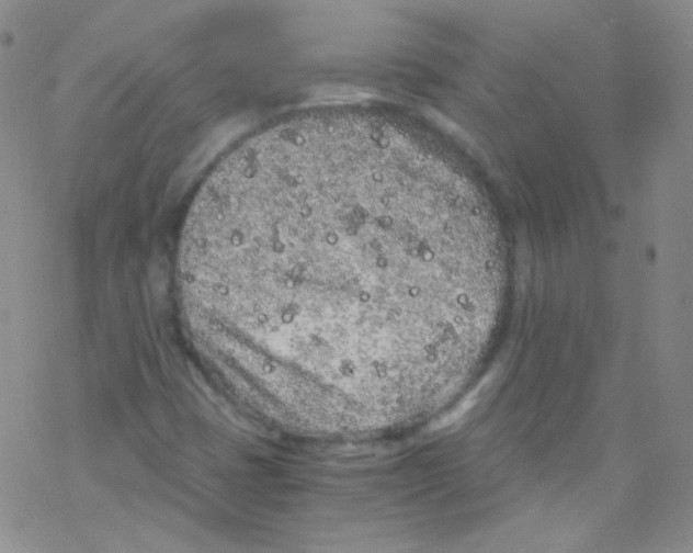 X0000076351401200610272108