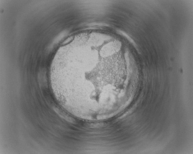 X0000076351403200610272108