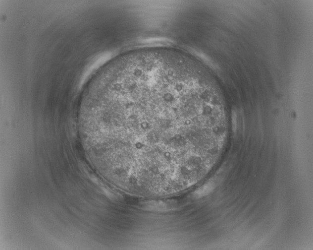 X0000076351405200610272108