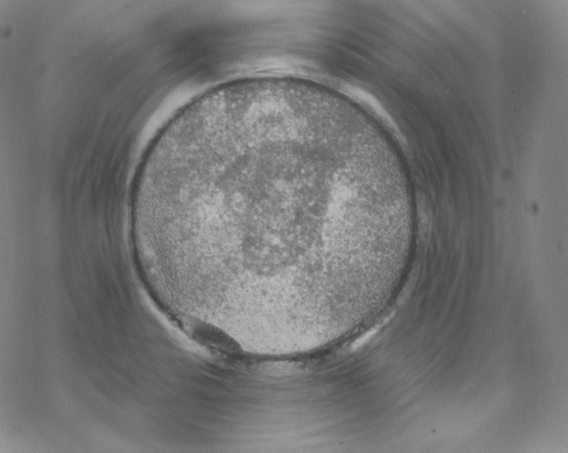 X0000076351424200610272109