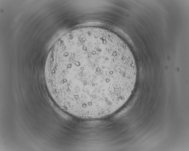 X0000076351425200610272109