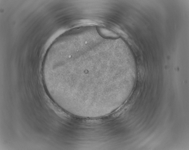 X0000076351427200610272109