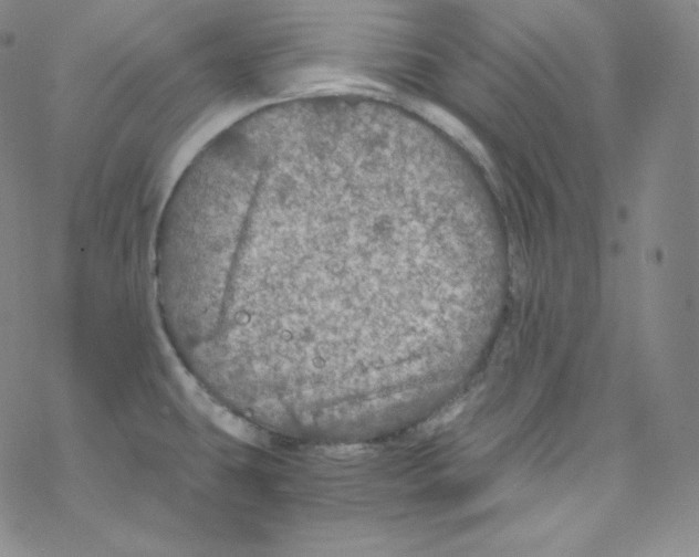 X0000076351431200610272109