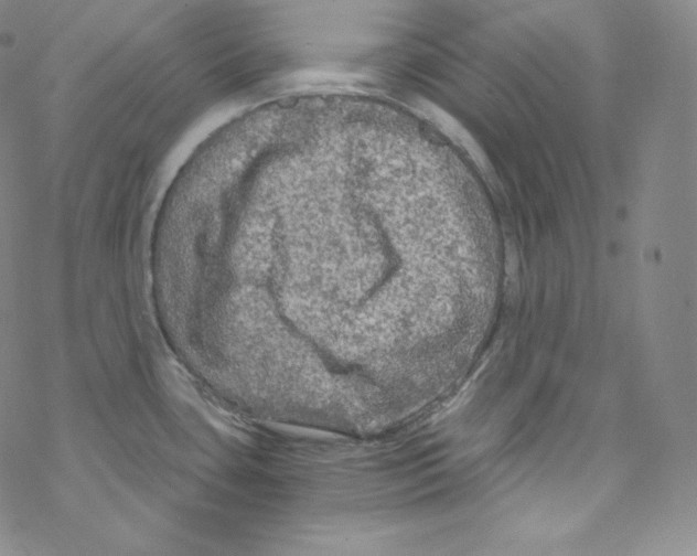 X0000076351435200610272109