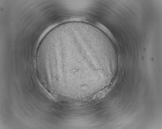 X0000076351436200610272109