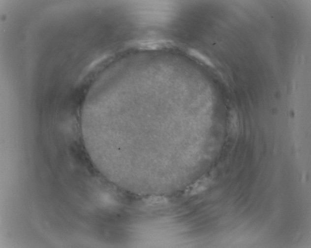 X0000076351446200610272108