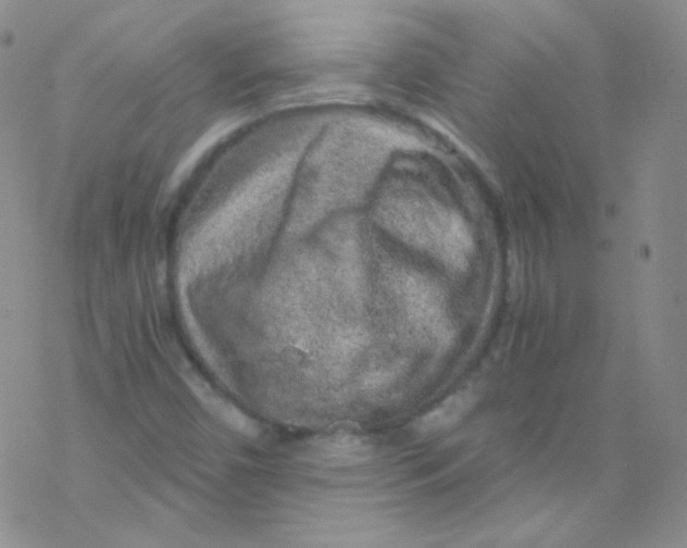 X0000076351450200610272108