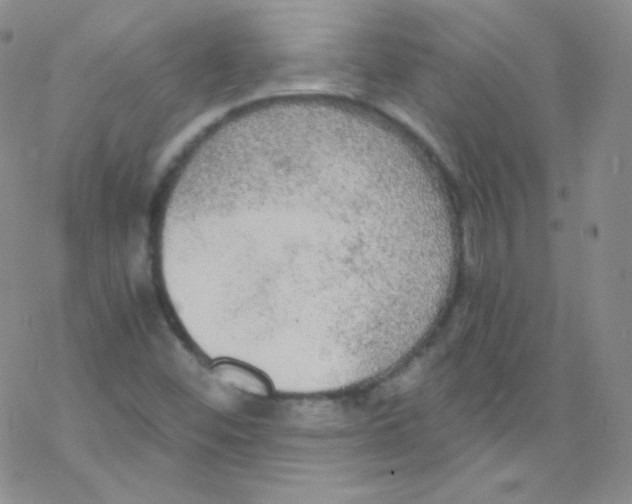 X0000076351452200610272108