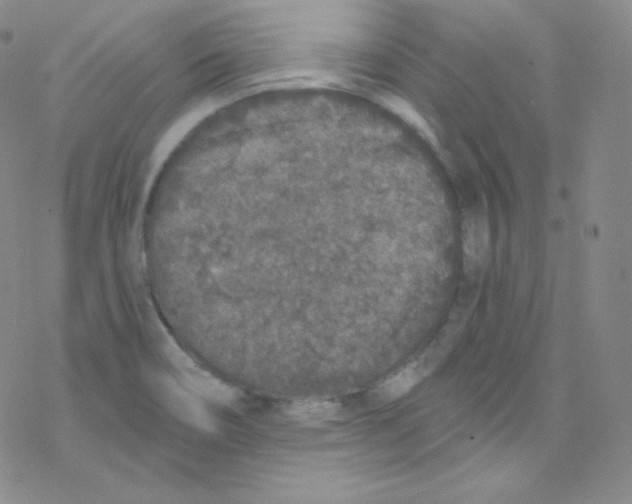 X0000076351466200610272108