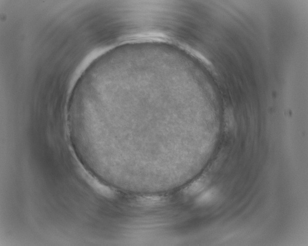 X0000076351470200610272108