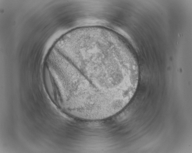 X0000076351472200610272107