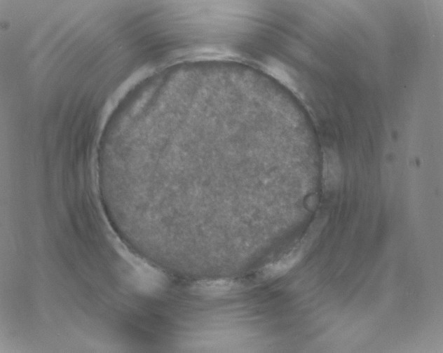 X0000076351474200610272107