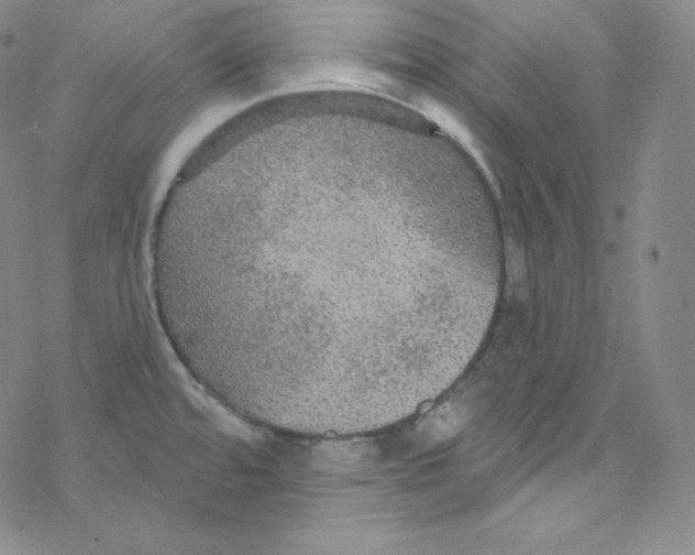 X0000076351480200610272107