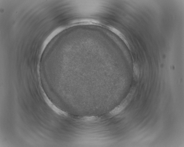 X0000076351482200610272107