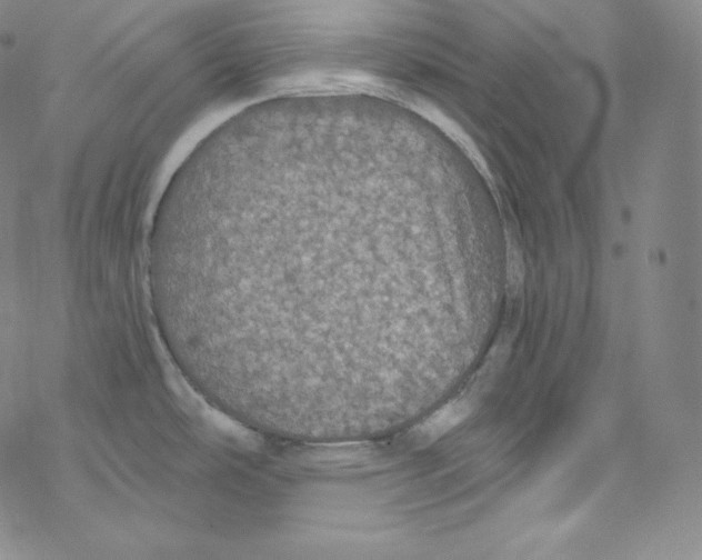 X0000076351486200610272107