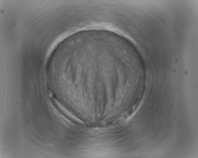 X0000076351506200610272107