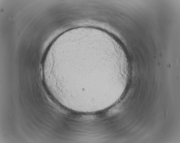 X0000076351509200610272107