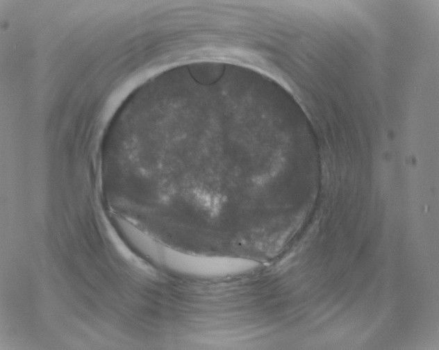 X0000076351515200610272107