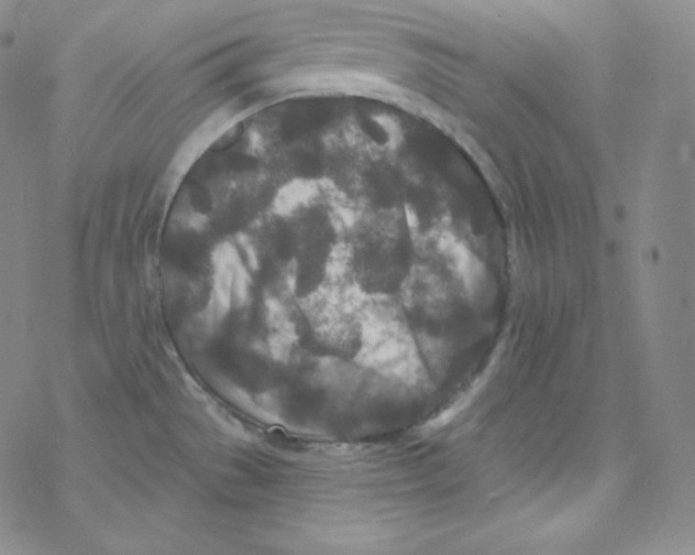 X0000076351529200610272107