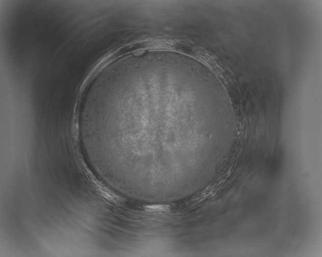 X0000076370053200610061109