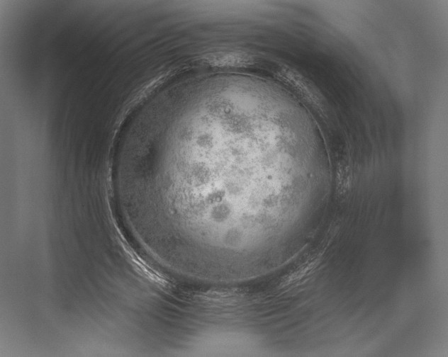 X0000076370725200610061057