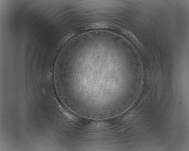 X0000076371225200610061050