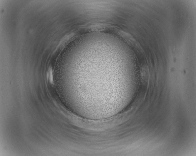 X0000076370046200610161101