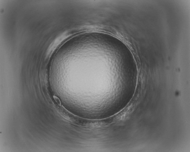 X0000076370103200610161100