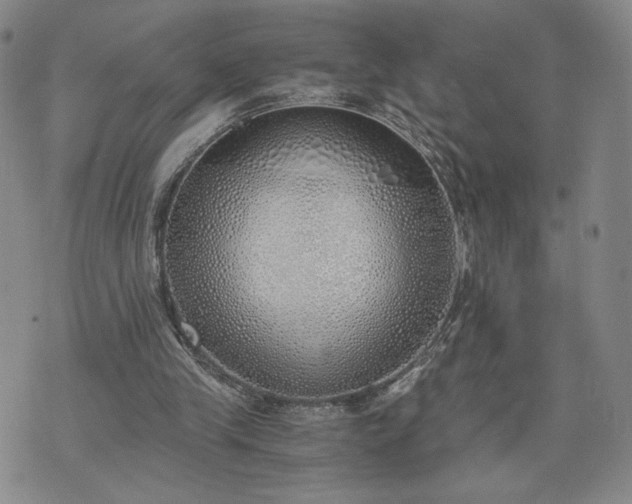 X0000076370245200610161057