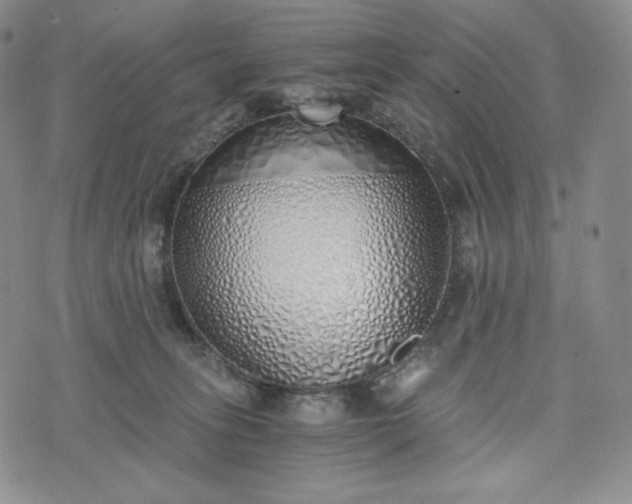 X0000076370275200610161057