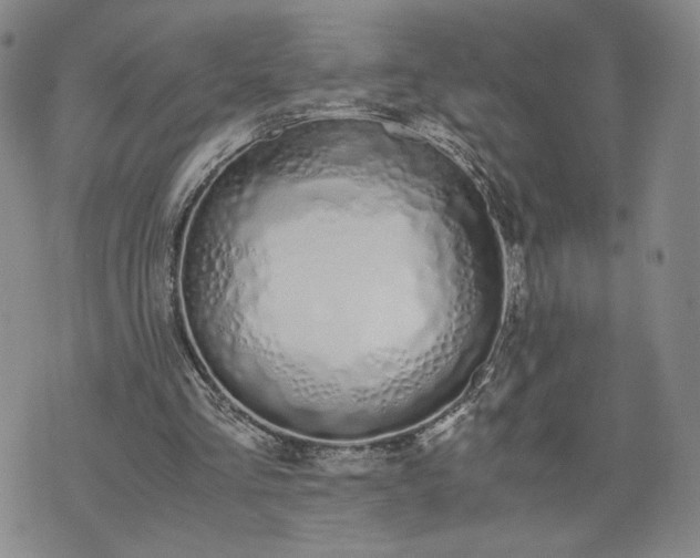 X0000076370293200610161057