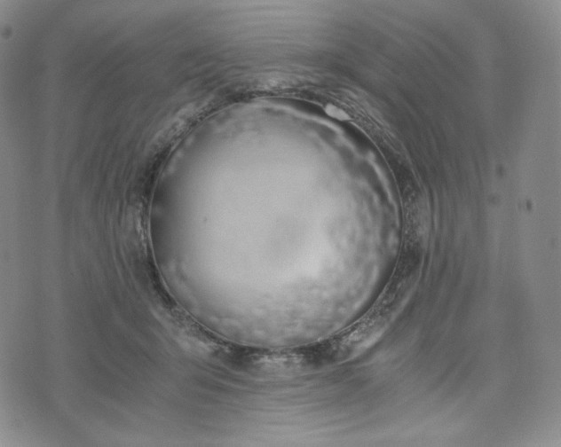 X0000076370415200610161055
