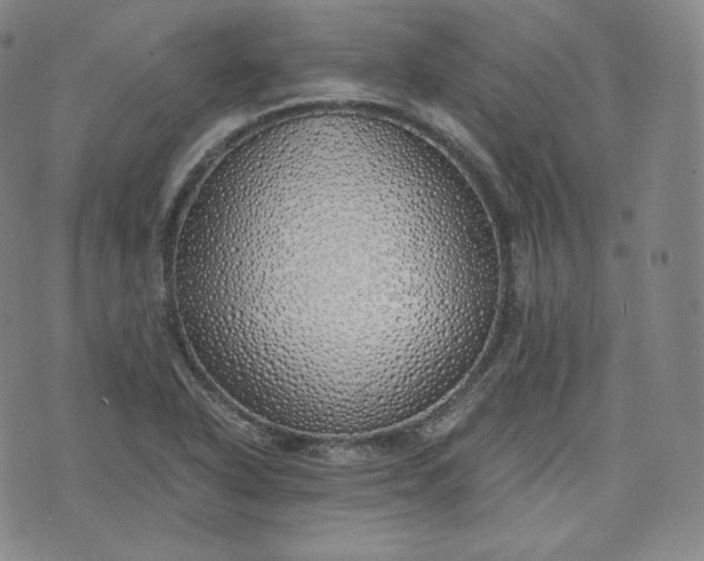 X0000076371318200610161040