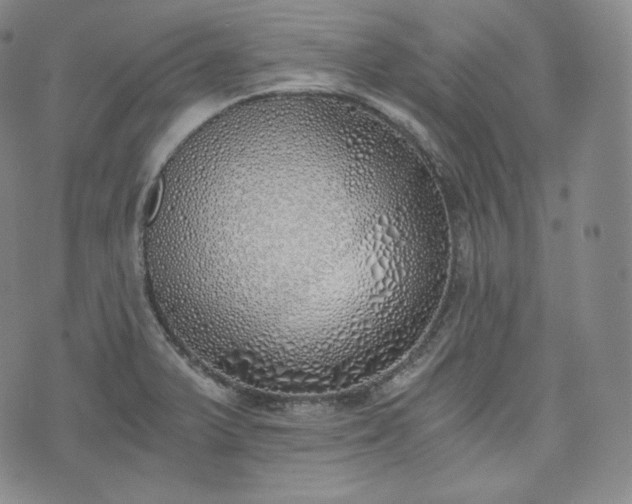 X0000076371375200610161039