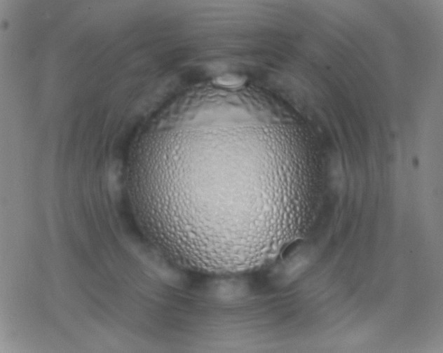 X0000076370275200610202022