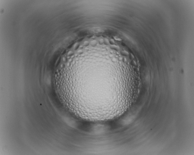 X0000076370315200610202021