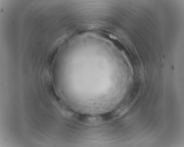 X0000076370415200610202019