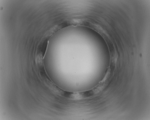 X0000076370425200610202019