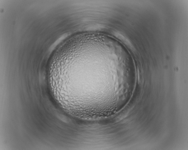 X0000076370483200610202018