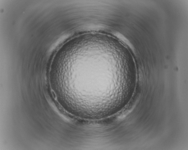 X0000076370581200610202016