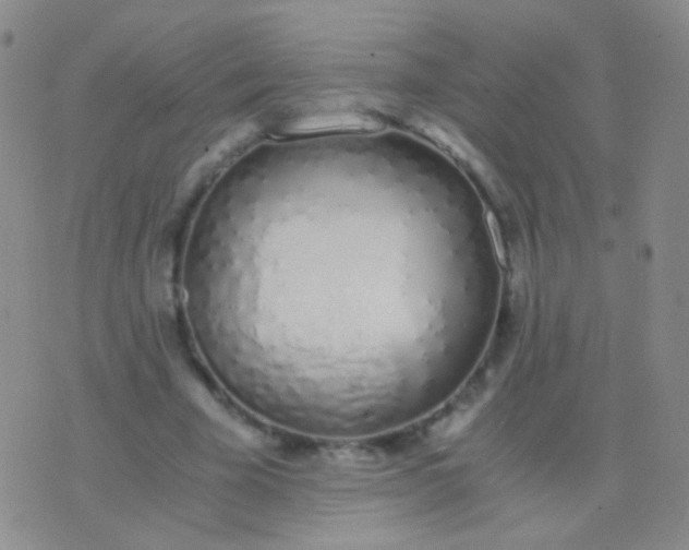X0000076370585200610202016