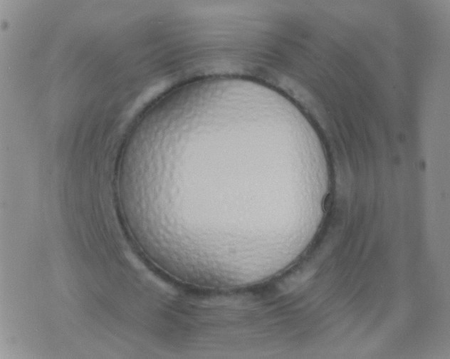 X0000076370625200610202015