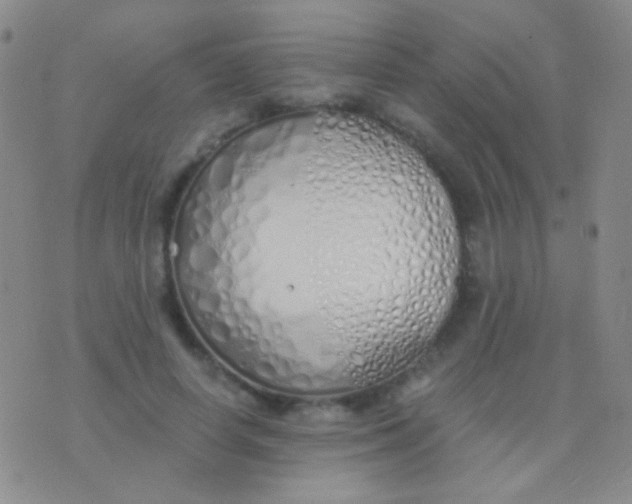 X0000076370642200610202015