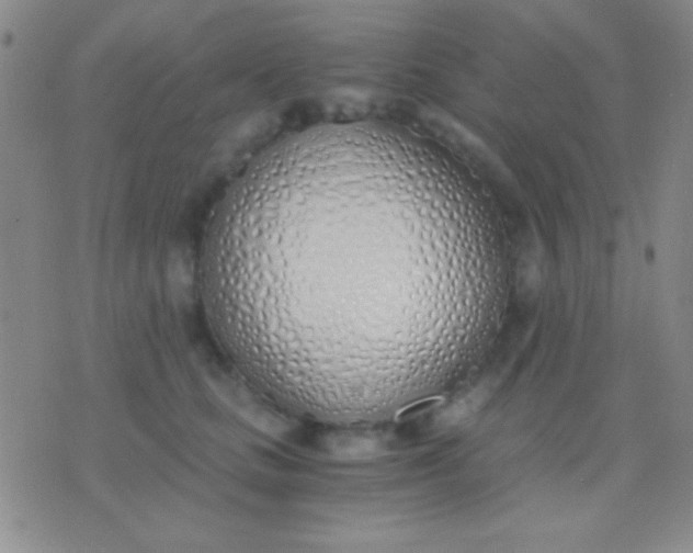 X0000076370661200610202015